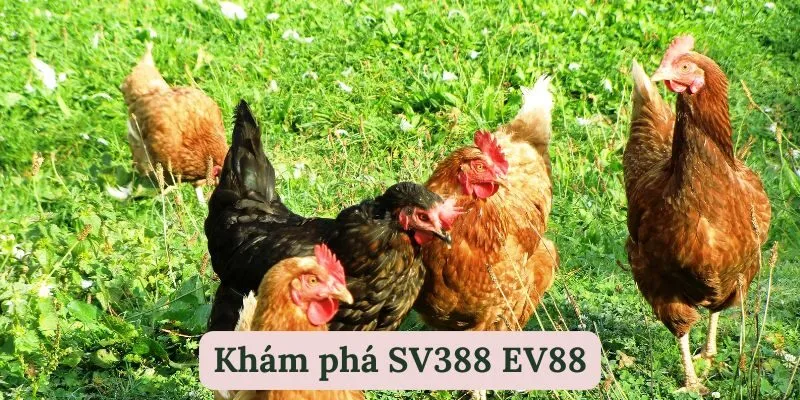 SV388 EV88 | Sàn Cược Gà Đá Đẳng Cấp Số 1 Châu Á 3 Các loại hình gá đá tại SV388 EV88