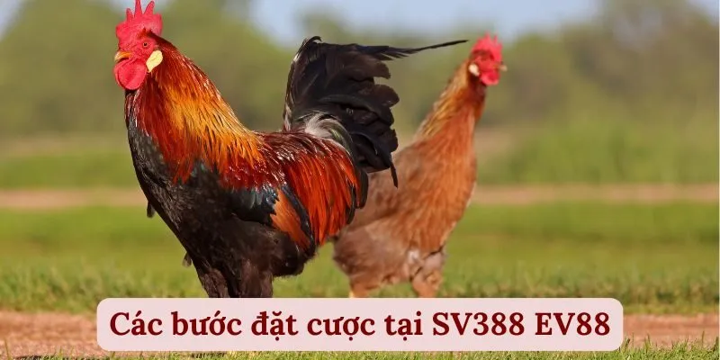 SV388 EV88 | Sàn Cược Gà Đá Đẳng Cấp Số 1 Châu Á 4 Các bước đặt cược tại SV388 EV88