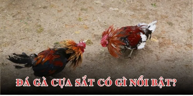 Đá Gà Cựa Sắt - Trải Nghiệm Giải Trí Đỉnh Cao Cho Bạn 2 Cá cược đá gà cựa sắt được yêu thích vì lý do nào?