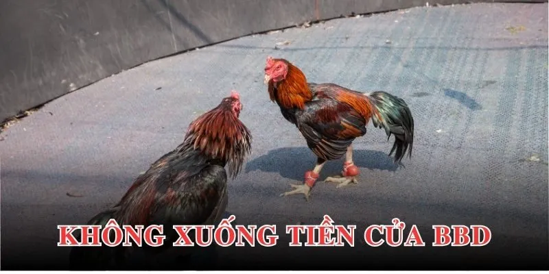 Đá Gà Cựa Sắt - Trải Nghiệm Giải Trí Đỉnh Cao Cho Bạn 4 3 mẹo cá cược đá gà cựa sắt cực hay