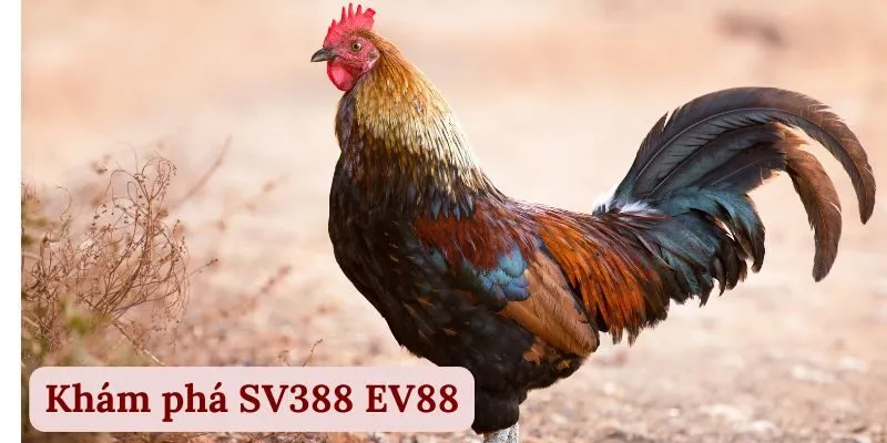 SV388 EV88 | Sàn Cược Gà Đá Đẳng Cấp Số 1 Châu Á 2 Khám phá SV388 EV88